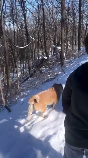 67K views · 2.9K reactions | Another forced family fun day… got the kids praying school will be open tomorrow  #snowday #tennessee #nashville #fff | Dierks Bentley | Facebook