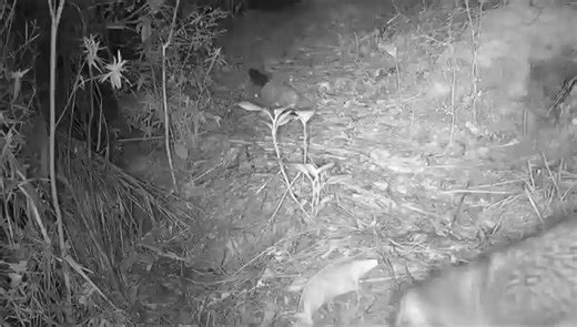 The kiwi chicks on Waiheke have been exploring and learning new things about their environment. Like how crunchy leaves can be a bit scary but not dangerous. 😅 #waihekekiwi #savethekiwi #kiwisavers #trailcamtuesday | Save the Kiwi NZ