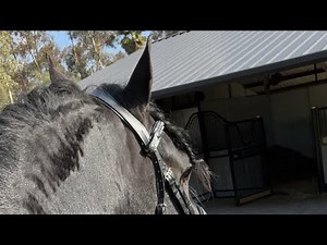 Are friesians good for dressage?