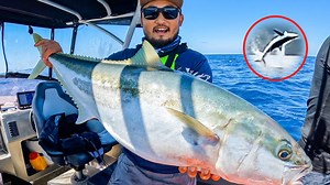 Going for record yellowtail kingfish and jumping shark