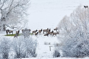 Like clockwork, elk descend on Eastern Oregon respite as soon as people leave
