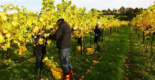 Fruit packer forced to drop claim after CCTV showed she spilled grape that caused fall | BreakingNews