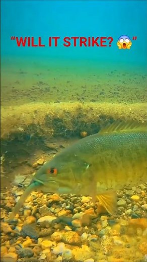 Big Fish Spots the Bait Underwater… Watch What Happens! 🐟😱 #Shorts