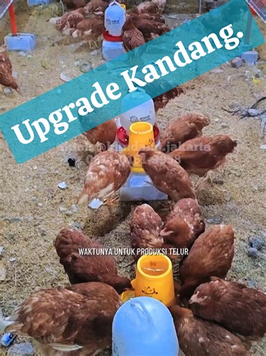 Upgrade Kandang Ayam Petelur untuk 2026