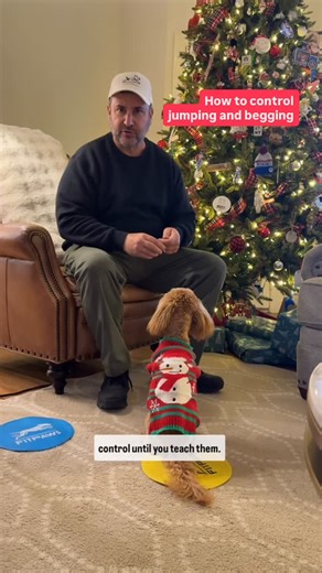Top Gun Dog Training on Instagram: "Cavapoo Puppy training in Owens crossroads. Olive did great today. Learning some new house manners, controlling her begging and jumping and rewarding her for a sit and down. good girl. . . #cavapoo #dogtraining #puppytraining #puppyoftheday #topgundogtraining"