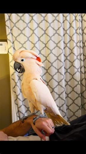 Stand-Up Comedy Late Night Shows: Laughs & Parrots