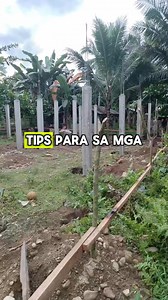 119K views · 1.6K reactions | Tips para sa mga Baguhan sa Babuyan ❤️ #tatakalejandropiggeryfarm #BaboyangWalangAmoy #fbreelsfypシ゚ #foryoupageシ #fypシ #piggerybusiness #facebookviral #pigglet #StarsEverywhere | Alejandro Piggery Farm | Facebook