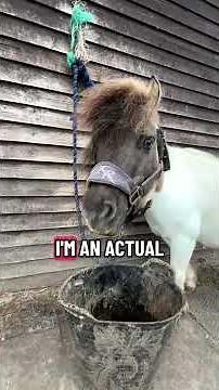 I’m an actual gay horse #horse #gaypride #lgbt #lgbtqplus #comedysong
