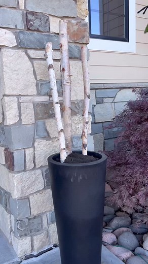 It doesn’t get any easier or more beautiful to get your planters ready for the holidays! | Jennifer Lea