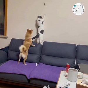 460K views · 3.9K reactions | Méo: là mày có ích dữ chưa dị? -Tran- #tocmeo #meocomicsofficial #yeuthucung #giaitri | Méo | Facebook