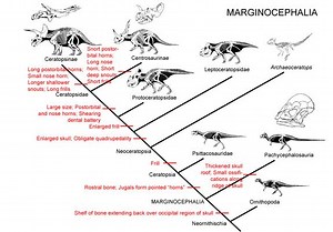Marginocephalia - Alchetron, The Free Social Encyclopedia