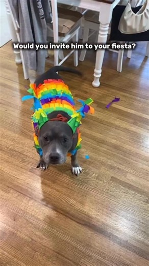 Party animal 🐶💙 #piñata #partyanimal #dog #dogsofinstagram #funnydog #petlovers #pitbull | Ashley Paz