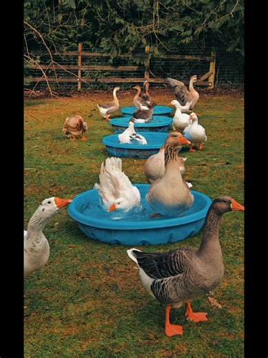 #geese #goose #fyp #fypシ #fypシ゚viral | geese