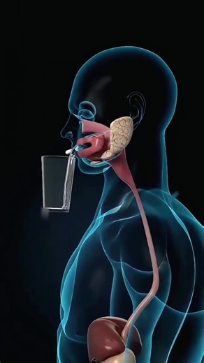 Capsule Endoscopy (3D Animation) #capsule #endoscopy #capsules #endoscopyprocedure #foryoupage