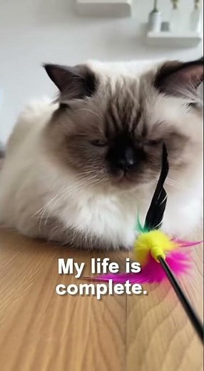 Grumpy Cat Hates Mondays (And Everything Else) #GrumpyCat #CatMemes #FunnyCatReactions #ViralPets