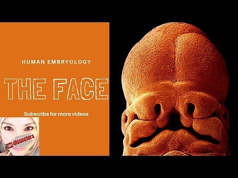 Special Embryology - Development of the face