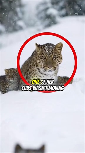 She Asked Me to Save Her Cubs… Then Saved My Life #shorts