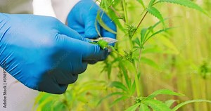 Scissors trimming marijuana. Medical and Recreational Marijuana being trimmed and processed for consumption. Trimming the fine leaves before drying.