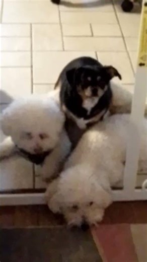 🐕Reba Is Sitting On Her Comfy Couch🛋