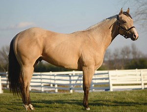 14K views · 200 reactions | Little Buck Jack 2 Year Old 2015 Buckskin Gelding Cow / Versatility / Performance Prospect Two Eyed Little Buck x Jacks Chestnut Kid Extremely well made colt, Buck is very stout and big boned. Buck is saddle broke and ready to ride, and is athletic enough for cutting and cow work; yet pretty enough for ranch pleasure. Buck has a lot of arena presence and is sure to stand out in any class from halter to ranch versatility. Stands 15.1h | Lazy L Ranch | Facebook