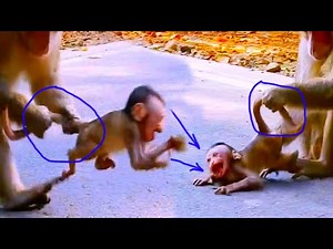 🔴LIVE: Heartbreaking Story of a Baby Monkey Abused by His Own Father & Abandoned by His Dad #164