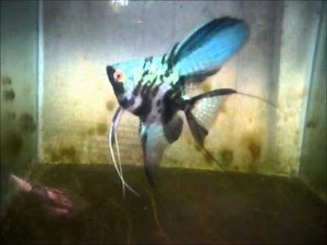 Blue Marble Angelfish (Pterophyllum scalare)