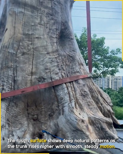 12K views · 54 reactions | Huge Fallen Tree Lifted With Ease. #HeavyLifting #CraneWork | Fun club | Facebook
