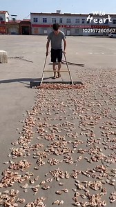 Shrimp Drying in Open Air #shrimpdrying #seafood #fblifestyle #seafoodprocessing #dryingshrimp | Wild Heart