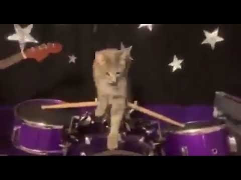 cat band