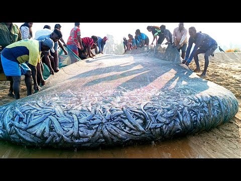 😮😱 Unbelievable ! Million 2k of fishing video in asian - Amazing seine net fishing using Tractor Wow
