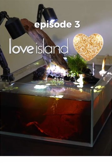 Exciting Betta Fish Breeding and Aquascaping Tips