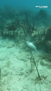 Spearfishing 40FT Below the Surface #spearfishing #diving #UnderwaterAdventure #fishingtime | South Florida Fishing Channel