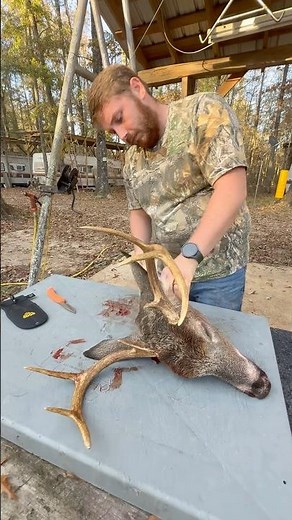 European Skull Mount #howto #viral #deerhunting #deer #hunting #shorts #outdoors