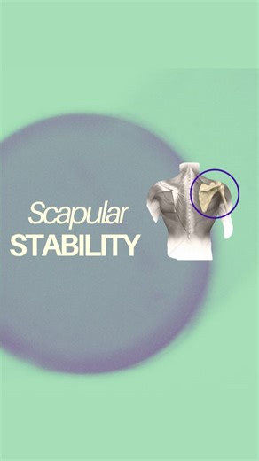 @remorph.in on Instagram: "Scapular Stability 🏋️ 4 prone movements to strengthen the posterior chain of the upper body and the small muscles that keep your shoulders healthy and moving well. • Prone Y-Raises → Bias lower traps. Great for upward rotation & scapular control overhead. • Prone W-Raises → Bias rhomboids. Emphasises deep retraction and shoulder positioning. • End-Range Cuban Rotations → Targets external rotators (infraspinatus & teres minor). Crucial for shoulder longevity. • Prone T