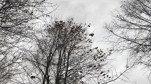 18K views · 370 reactions | Megascans Trees are now in early access.  Welcome to the start of our all-new asset type, designed through extensive research to accelerate your photorealistic creations. First pack available for free now on the Unreal Engine Marketplace: https://www.unrealengine.com/marketplace/en-US/product/megascans-trees-european-black-alder-early-access #quixel #megascans #megascanstrees | Quixel | Facebook