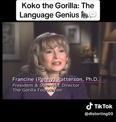 Koko the Gorilla: The Language Genius in Sign Communication