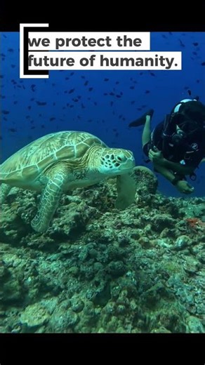 Save Turtles 🌊 Save Our Future #savetheturtles #oceanconservation #protectwildlife