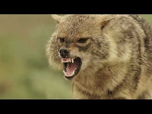 💫🔥⭐🔥💫💥Savage Wolf Attack – The Power of Pack Hunting⭐⭐⭐🔥🔥💫💥🌴