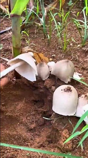 harvesting large wild white mushrooms from moist brown soil in a grassy outdoor field using hands