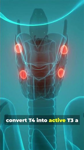 Brazil Nuts & Selenium: The Science Behind Thyroid & Cellular Health