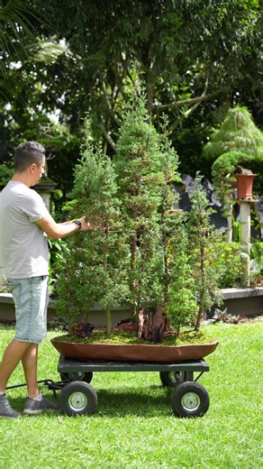 Creando un nuevo Bosque Bonsái: Curso, Consejos y Vida de Bonsái