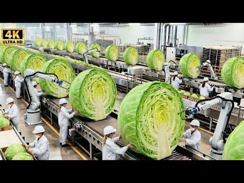 Inside the 100,000,000 LB Cabbage Factory – The HYPNOTIC Shredding of Modern Coleslaw (Full Process)