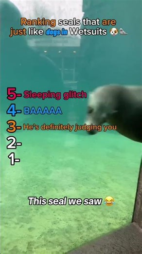 I’m starting to think seals are just dogs 🐶 🦭 #shorts #seal #core #funnyanimals #ranking #sealion