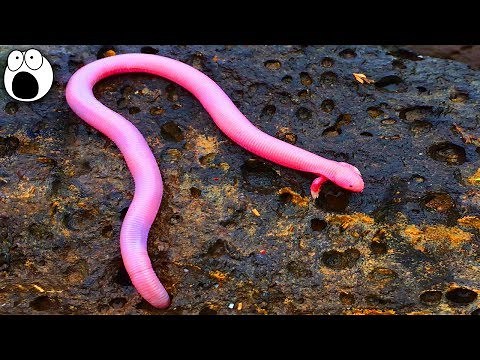 Creatures Hardly Anyone Knows Exists