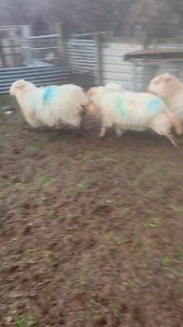 Fucking sheep 😂😂 | Gareth Wyn Jones
