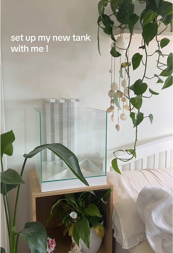 in looove with my new fishtank ! if you have any questions pls ask 🌷🌷🌷 #bettafish #aquarium #fishkeeping #fishtank