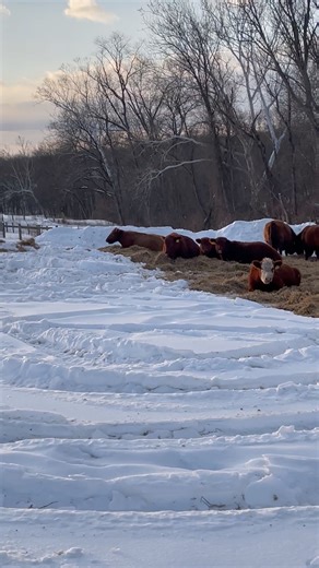 We’ve gotten lots of questions about how the cattle are doing in this cold weather. They're doing better than we are! 🤠 Our cows spend all of their time outside, but during the heaviest snow, they might prefer being under roof. To keep them comfortable, we ensure they always have fresh water, unlimited access to hay, protein tubs for extra protein, and a mineral/salt supplement. They also appreciate the snowpile windbreak and a straw 'nest' we build them for a warmer, drier place to relax. As w