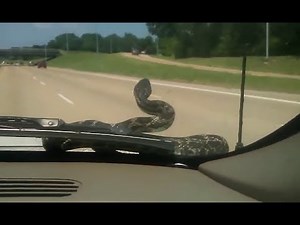 Scary Snake All Over A Car Video