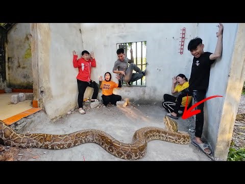 Brave hunters team confront ferocious giant python laying 100 eggs in abandoned house