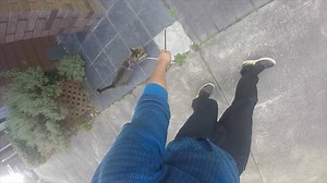 150K views · 468 reactions | ATTENTION: ANIMAL PEOPLE - Check out how we used the same training method and trained the same behaviors with 16 unique species. Horses, fish, primates, cats, dogs, birds and more ... (more FREE resources for you here ==> bit.ly/2cftOY9). | Animal Training Academy | Facebook